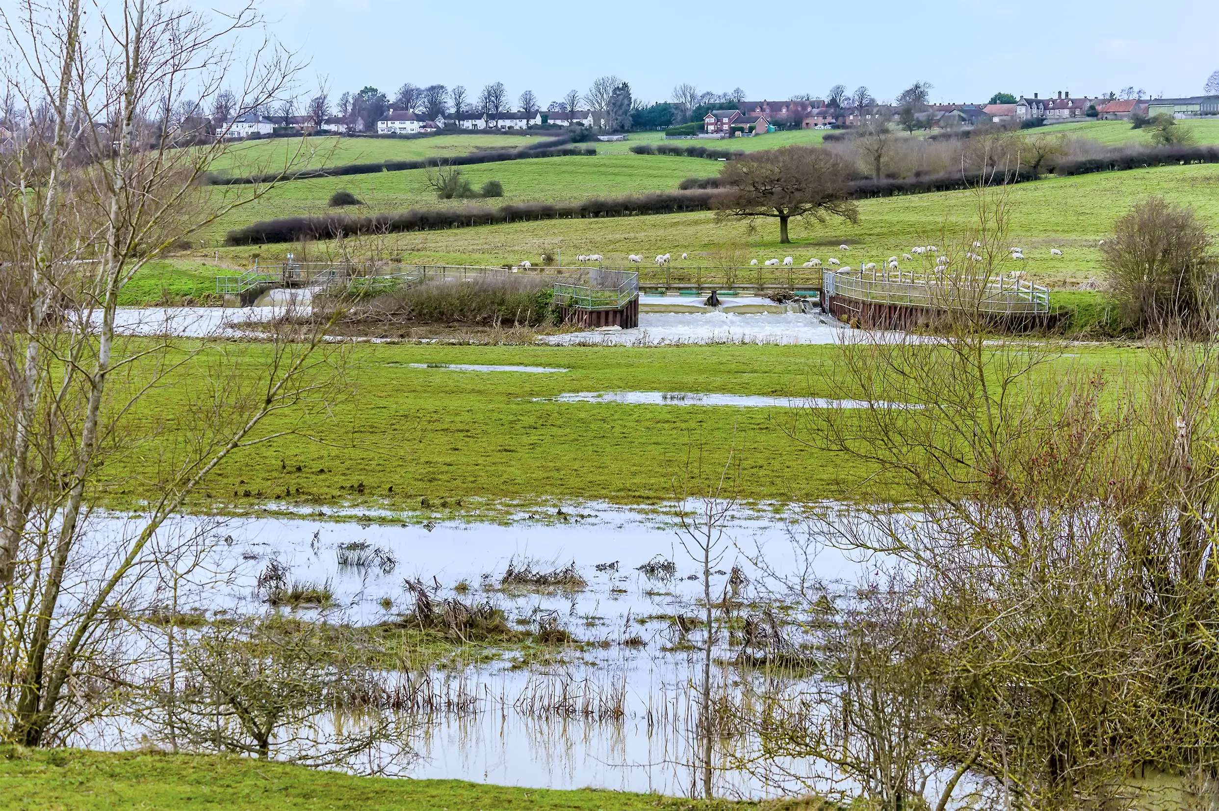 Image of sheep in a field in Wellingborough where we do Pat testing