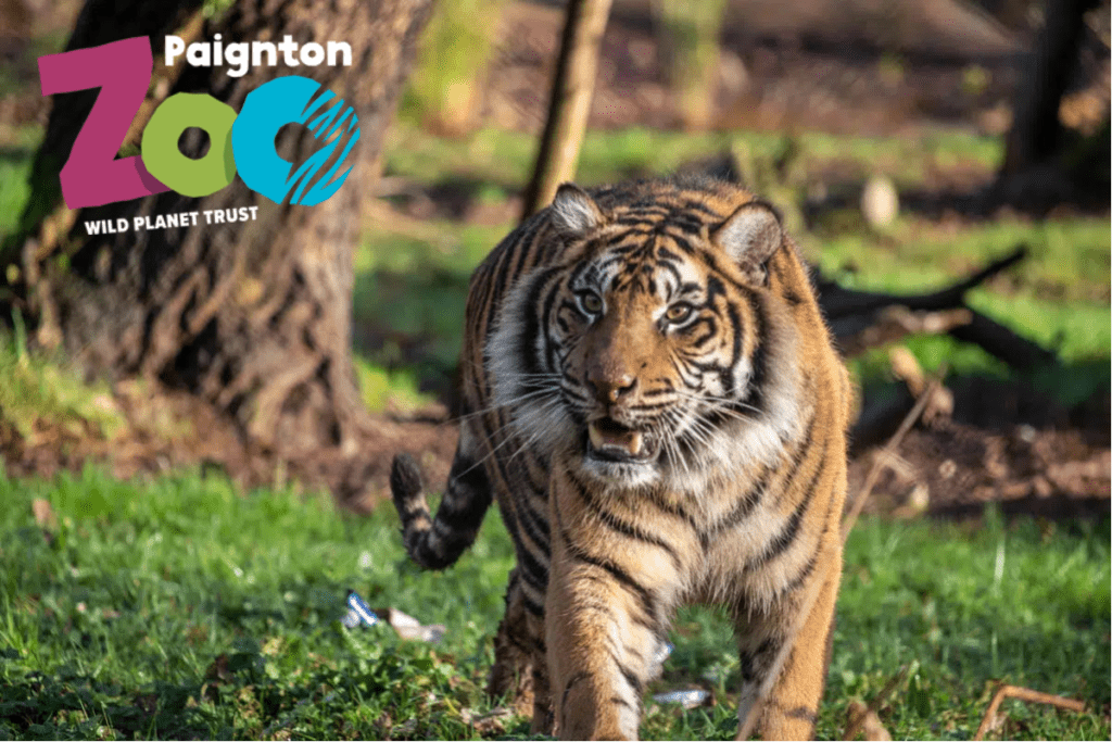 Tiger walking in grass with teeth showing with the Paignton Zoo logo in the corner